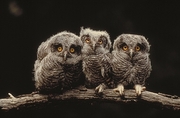 Screech Owl Poster