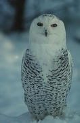 Snowy Owl T-Shirt