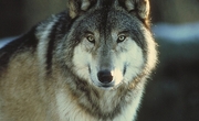 Timber Wolf Magnet