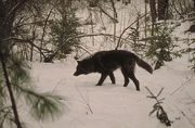 Tundra Wolf Poster