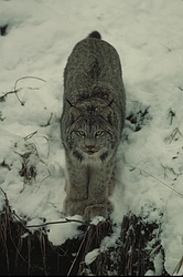 Lynx