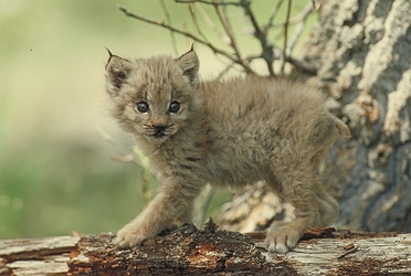 Lynx