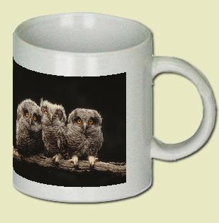 Screech Owl Coffee Mug