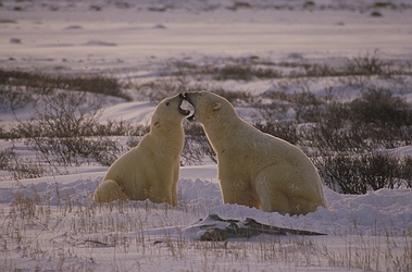 Polar Bear