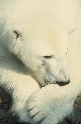 Polar Bear