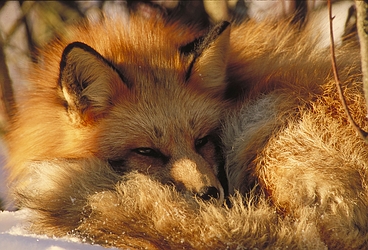 Red Fox