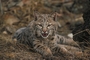 Bobcat picture