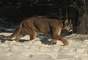 Cougar picture