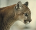 Cougar picture