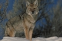 Coyote picture