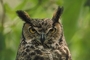 Great Horned Owl picture