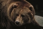 Grizzly picture