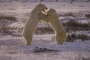 Polar Bear picture