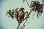 Red Tail Hawk picture