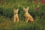 San Joaquin Kit Fox picture