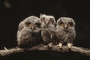 Screech Owl picture