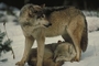 Timber Wolf picture