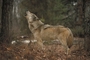 Timber Wolf picture