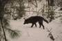 Tundra Wolf picture