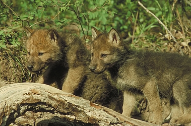 Timber Wolf