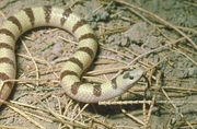 Banded Sand Snake Poster