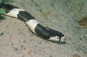 Common King Snake Poster