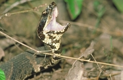 Cottonmouth Magnet