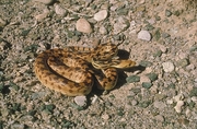 Great Basin Gopher Snake Poster