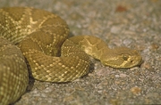 Mojave Rattle Snake Poster