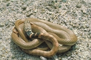 Red Coachwhip Poster