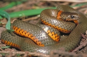 Ringneck Snake Poster