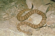 Speckled Rattle Snake Poster