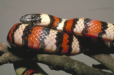 Long-Nosed Snake