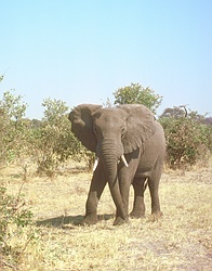 African Elephant