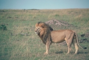 African Lion Poster