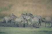 Grant's Zebra Mousepad