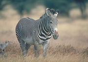 Grevy's Zebra Mousepad