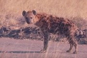 Spotted Hyena Magnet