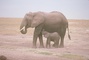 African Elephant picture