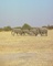 African Elephant picture