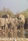 African Elephant picture