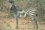 Burchell's Zebra picture