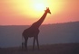 Giraffe picture