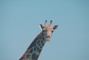 Giraffe picture