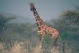 Reticulated Giraffe picture