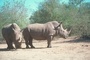 Rhinoceros picture