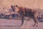 Spotted Hyena picture