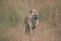 spotted hyena picture