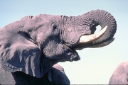 African Elephant Magnet