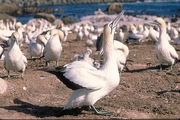 Cape Gannet Poster